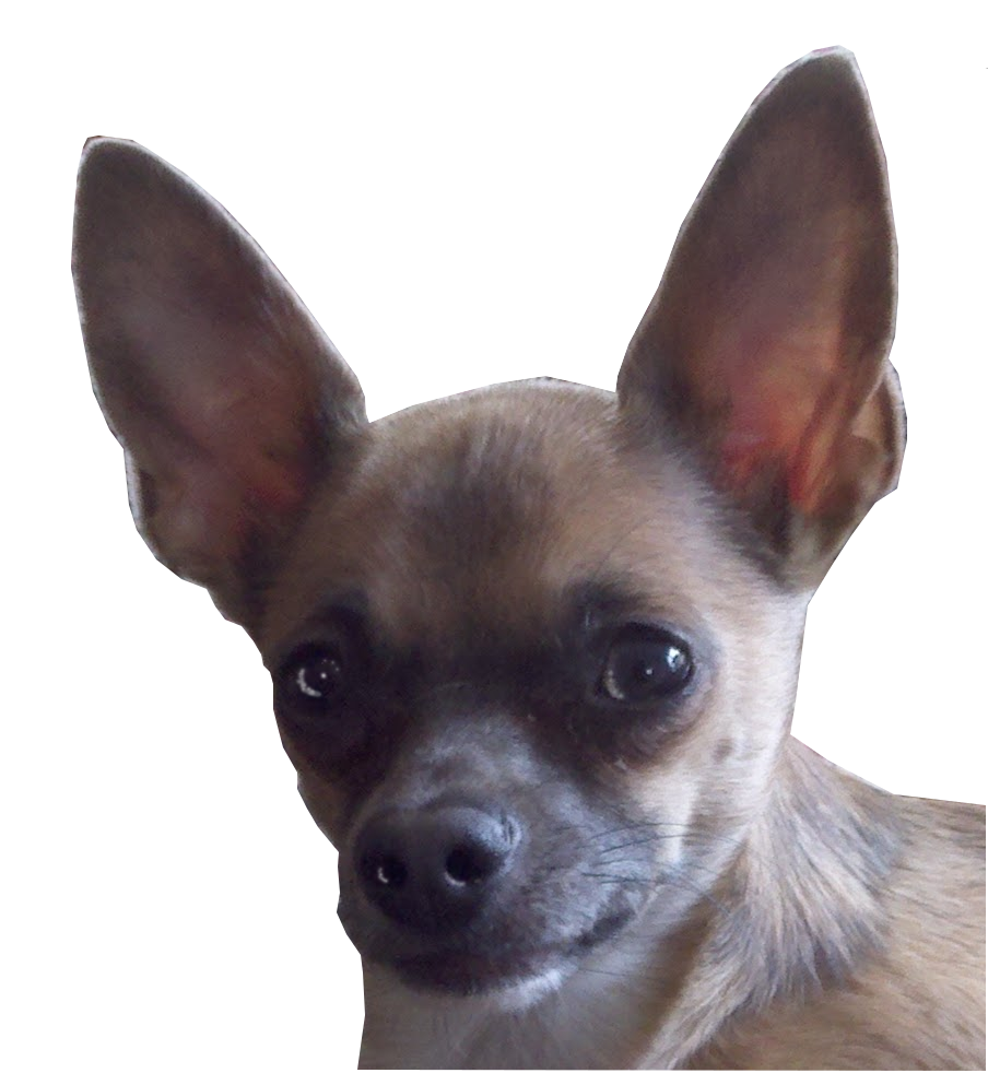 This is sprocket, He is watching. Behave.